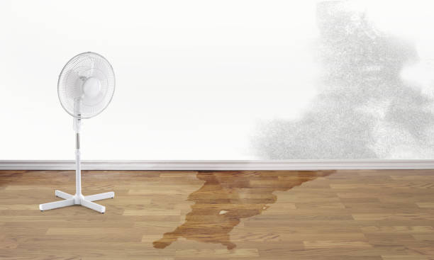 Best Mold removal after water damage  in Carlyle, IL